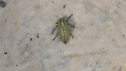 Sulphurous Jewel Beetle