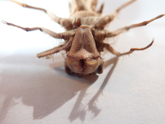 Cordulegaster maculata