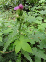 Carduus