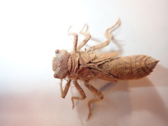 Cordulegaster maculata