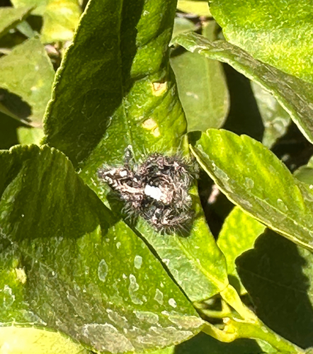 Hyllus treleaveni