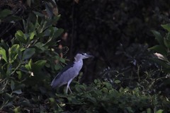 Nycticorax nycticorax
