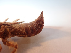 Cordulegaster maculata