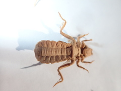 Ophiogomphus colubrinus