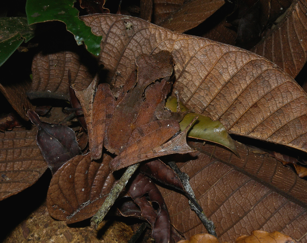 White Madagascar Frog