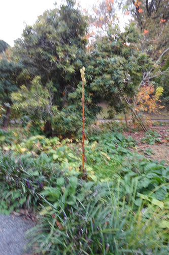 Cardiocrinum giganteum, photograph 4