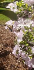 Papilio glaucus