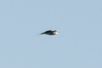 White-backed Swallow (Cheramoeca leucosterna), photo 2