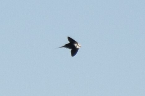 White-backed Swallow (Cheramoeca leucosterna)