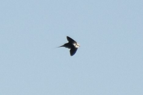 White-backed Swallow (Cheramoeca leucosterna), photo 1
