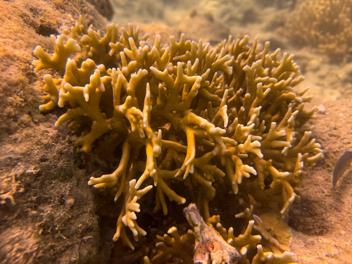 Millepora tenera observed 2026-05-09