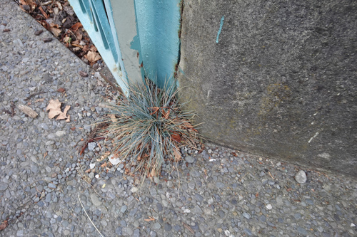 Festuca glauca