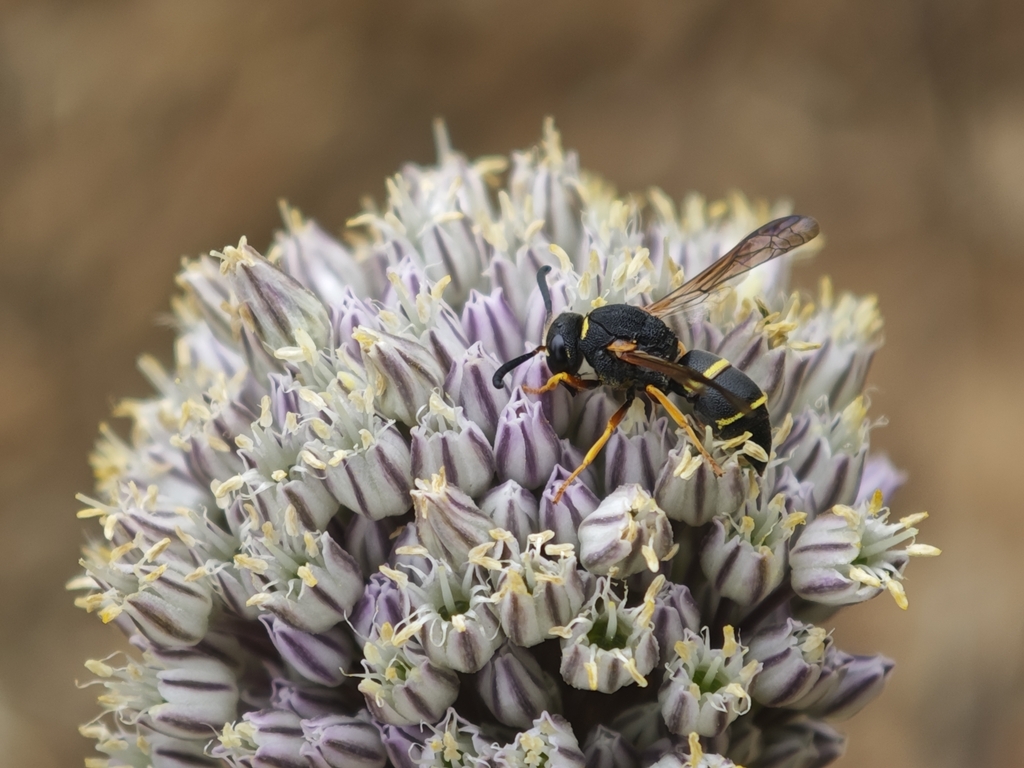 Euodynerus minoricensis