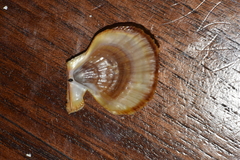 Chlamys