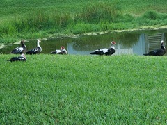 Cairina moschata domestica