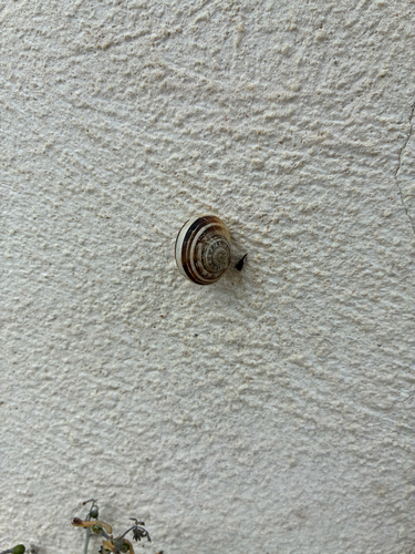 Eobania vermiculata