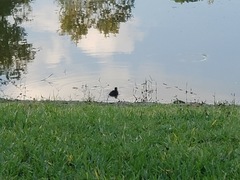 Cairina moschata domestica