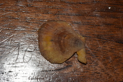 Chlamys