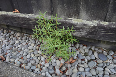 Veronica strictissima, photograph Jon Sullivan, CC BY, iNaturalist via GBIF