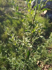 Chenopodium album