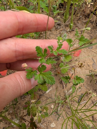 Erodium texanum, photograph 6