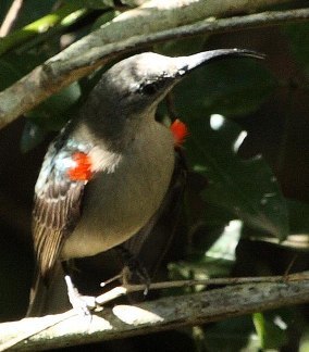 Grey Sunbird