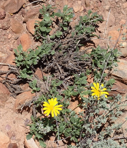 Osteospermum sinuatum, photograph 4