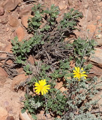 Osteospermum sinuatum, photograph (c) Nicola van Berkel, some rights reserved (CC BY-SA)