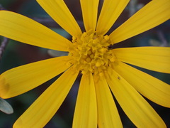 Osteospermum sinuatum, photograph (c) Nicola van Berkel, some rights reserved (CC BY-SA)