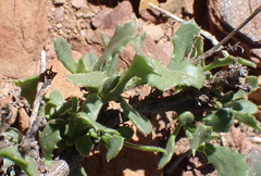 Osteospermum sinuatum, photograph (c) Nicola van Berkel, some rights reserved (CC BY-SA)