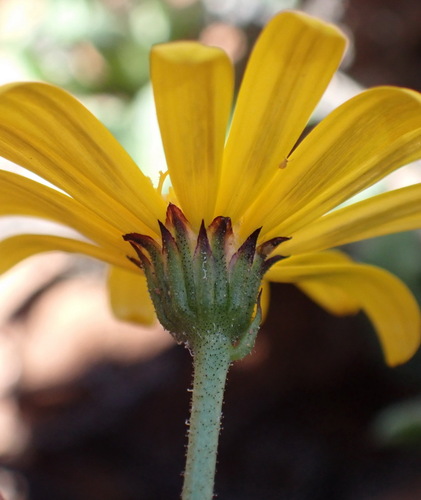 Osteospermum sinuatum