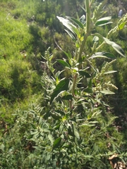 Chenopodium album