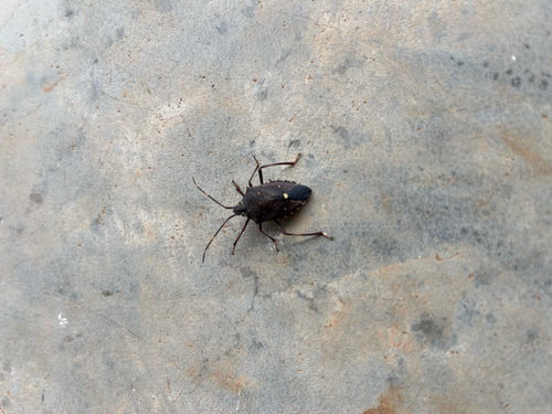 Poecilometis fuscescens