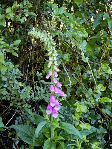 purple foxglove