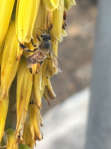 Western Honey Bee