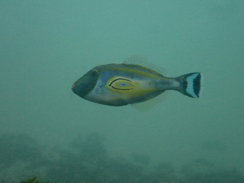 Meuschenia hippocrepis
