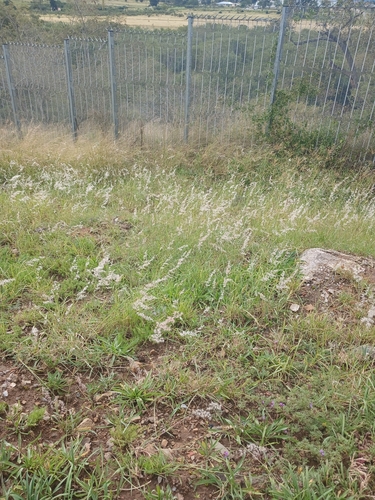 natal grass