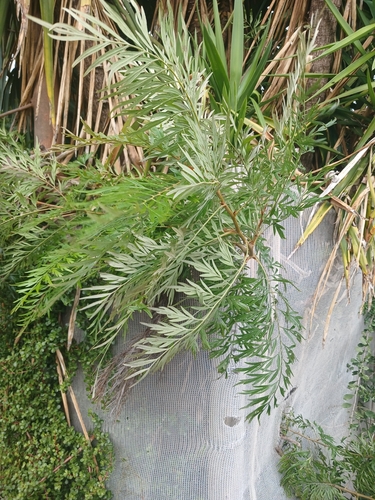 silk oak