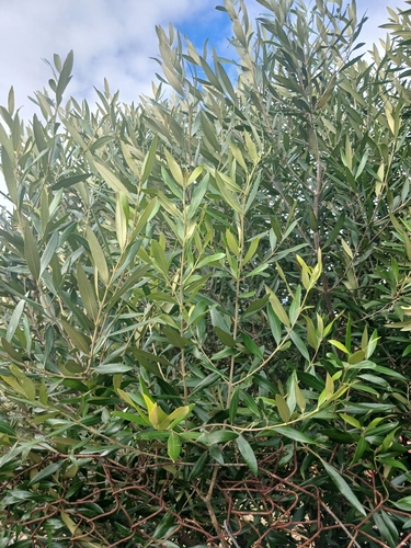 African Wild Olive