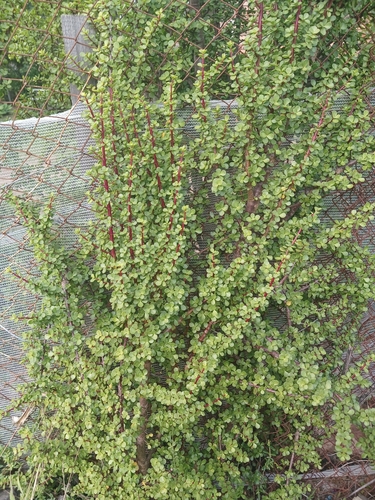 Elephant bush