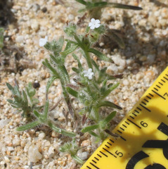 Cryptantha microstachys