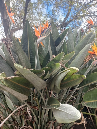 common bird-of-paradise flower