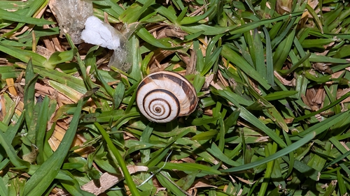 Cernuella virgata