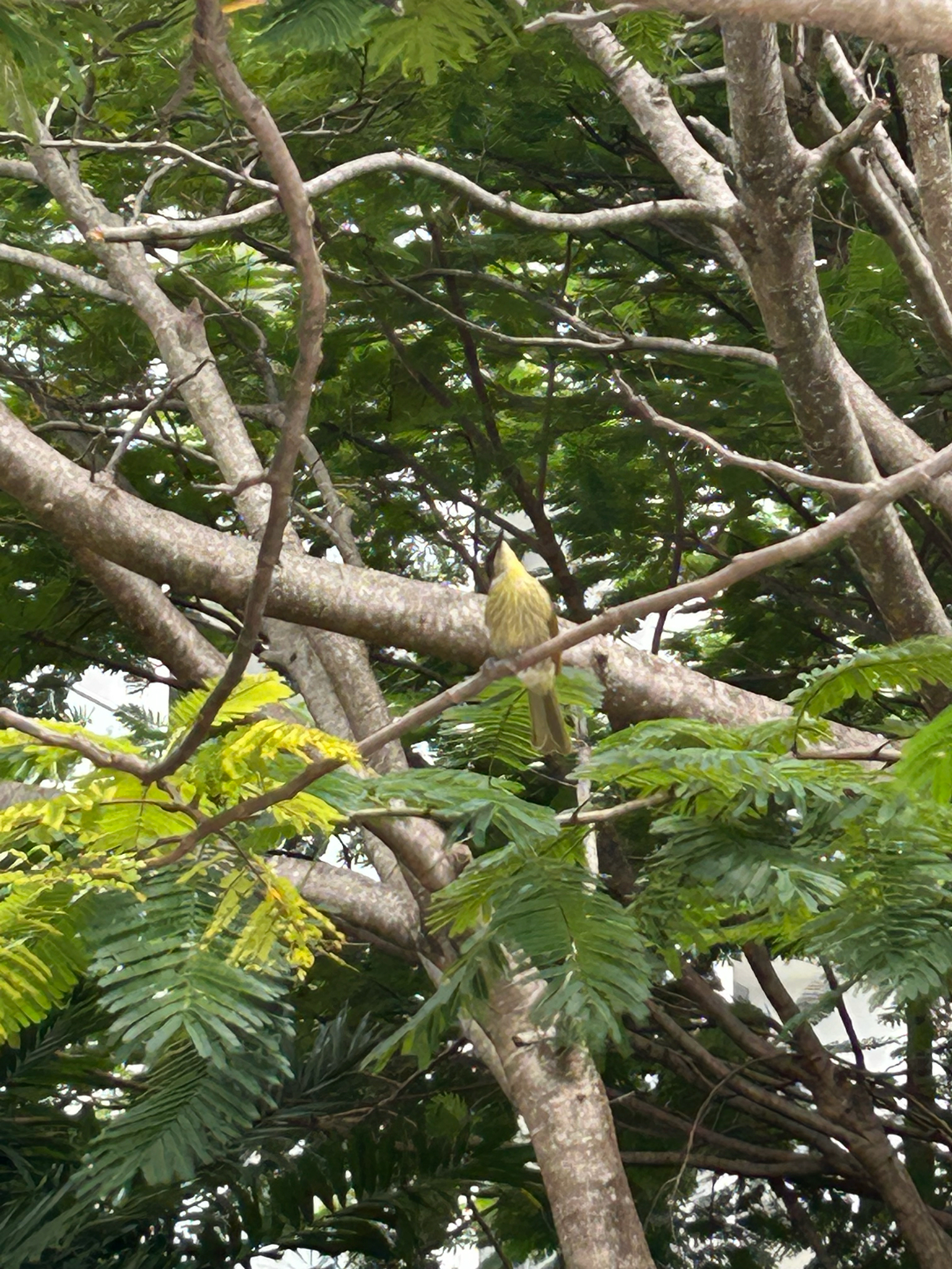 Varied Honeyeater (Gavicalis versicolor), photo 8