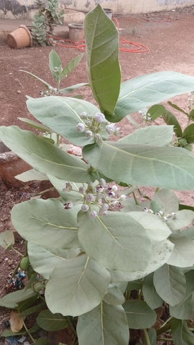 giant milkweed