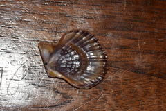 Chlamys