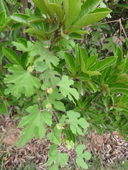 Ampelopsis glandulosa heterophylla