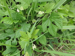 Ampelopsis glandulosa heterophylla
