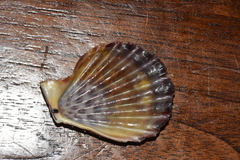 Chlamys