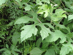 Ampelopsis glandulosa heterophylla